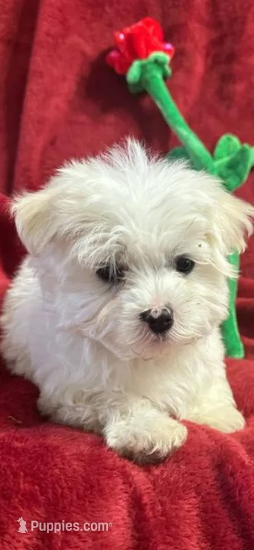 Biscuit  – Maltipoo puppy for sale in Inglis, FL