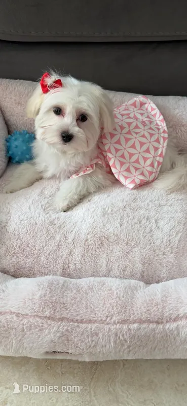 Ice  – Maltese puppy for sale in Inglis, FL