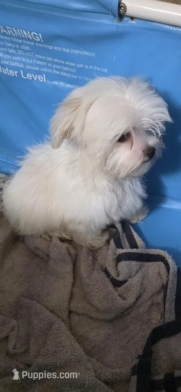 Ice  – Maltese puppy for sale in Inglis, FL