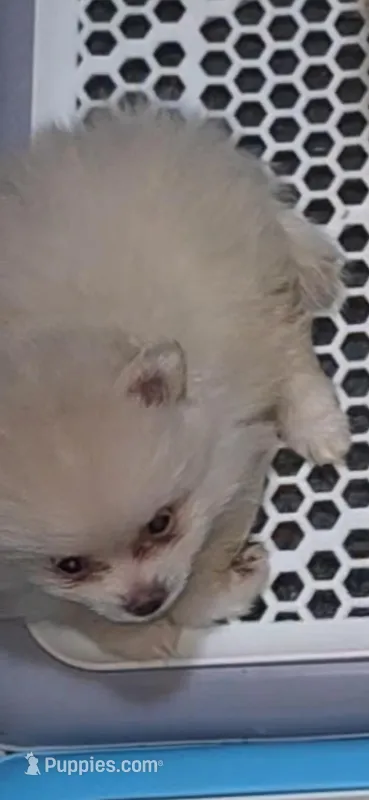 Puff – Pomeranian puppy for sale in Inglis, FL