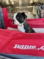 Hazel, a female Frenchton for sale in Greenville, SC – 3 of 3
