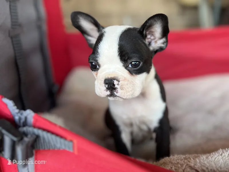 Jackson – Frenchton puppy for sale in Greenville, SC