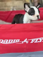 Jackson, a male Frenchton for sale in Greenville, SC – 2 of 2