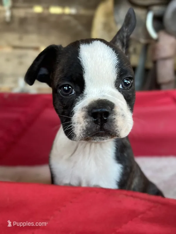 Hazel – Frenchton puppy for sale in Greenville, SC