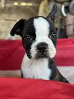 Hazel, a female Frenchton for sale in Greenville, SC – 1 of 3