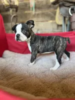 Hazel, a female Frenchton for sale in Greenville, SC – 2 of 3