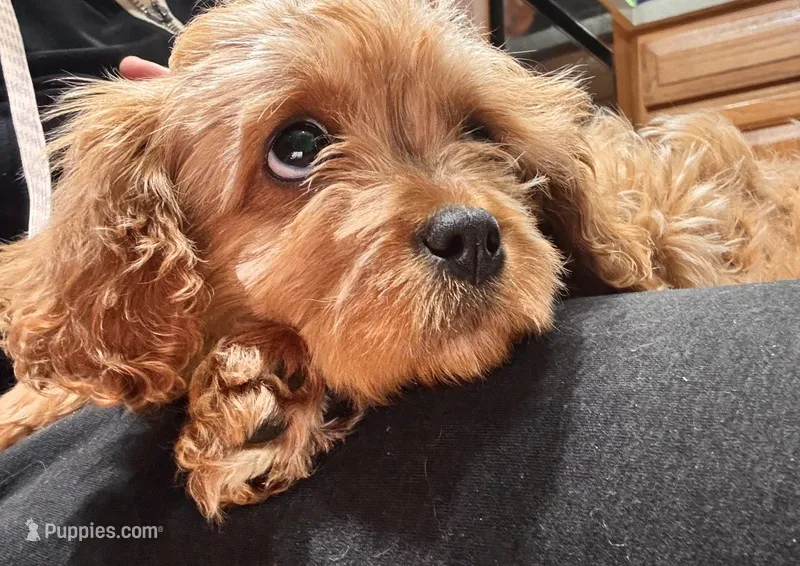 Leo – Cavapoo puppy for sale in Paramus, NJ