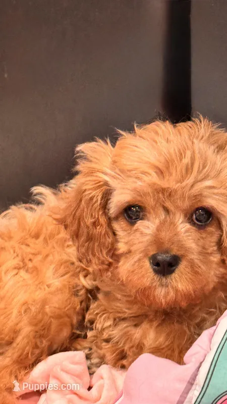 Leo – Cavapoo puppy for sale in Paramus, NJ