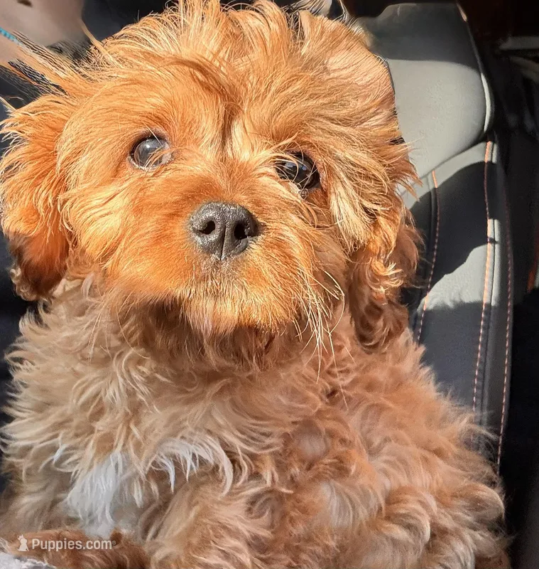 Leo – Cavapoo puppy for sale in Paramus, NJ
