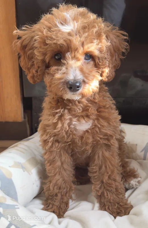 Teddy – Cavapoo puppy for sale in Paramus, NJ