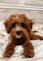 Teddy, a male Cavapoo for sale in Paramus, NJ – Photo 3 of 3