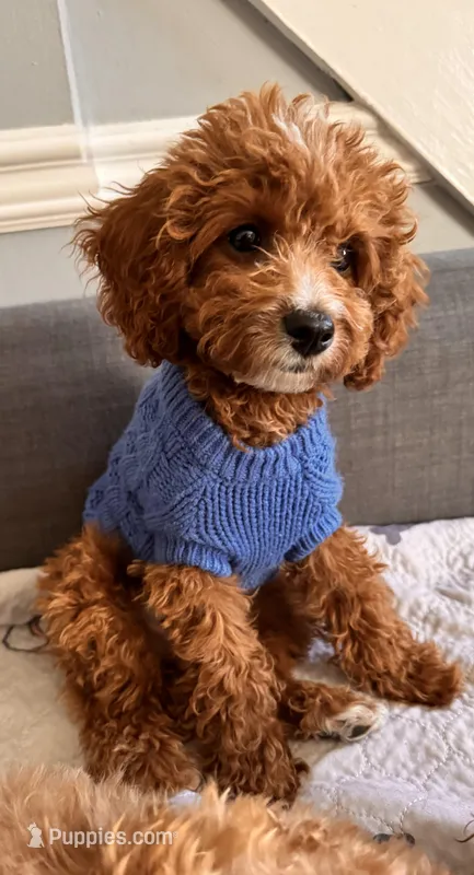 Teddy – Cavapoo puppy for sale in Paramus, NJ