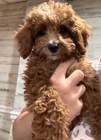 Teddy, a male Cavapoo for sale in Paramus, NJ – Photo 1 of 3