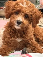Teddy, a male Cavapoo for sale in Paramus, NJ – Photo 2 of 3