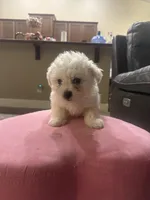 Rusty, a male Bichon Frise for sale in Spokane, WA – Photo 1 of 4