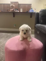 Rusty, a male Bichon Frise for sale in Spokane, WA – Photo 3 of 4