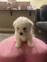 Rusty, a male Bichon Frise for sale in Spokane, WA – Photo 2 of 4