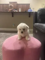 Rusty, a male Bichon Frise for sale in Spokane, WA – Photo 4 of 4