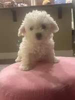 Teddy, a male Bichon Frise for sale in Spokane, WA – Photo 2 of 5