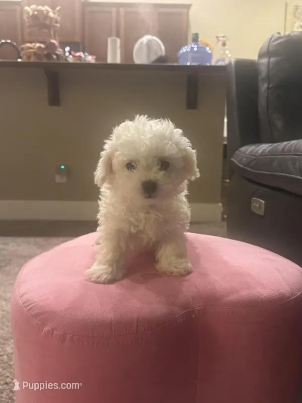 Teddy, a male Bichon Frise for sale in Spokane, WA – Photo 1 of 5