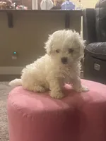 Teddy, a male Bichon Frise for sale in Spokane, WA – Photo 5 of 5