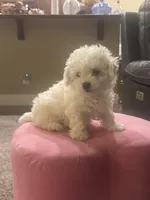 Teddy, a male Bichon Frise for sale in Spokane, WA – Photo 3 of 5