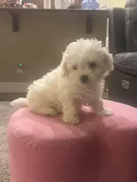 Teddy, a male Bichon Frise for sale in Spokane, WA – Photo 4 of 5