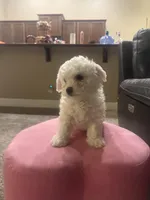 Biggie, a male Bichon Frise for sale in Spokane, WA – Photo 3 of 4