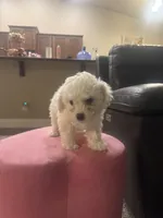 Biggie, a male Bichon Frise for sale in Spokane, WA – Photo 2 of 4