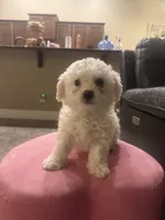 Biggie, a male Bichon Frise for sale in Spokane, WA – Photo 1 of 4