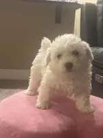 Chunky, a male Bichon Frise for sale in Spokane, WA – Photo 2 of 4