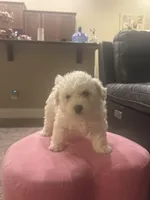 Chunky, a male Bichon Frise for sale in Spokane, WA – Photo 4 of 4