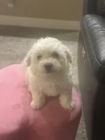 Chunky, a male Bichon Frise for sale in Spokane, WA – Photo 3 of 4