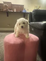 Chunky, a male Bichon Frise for sale in Spokane, WA – Photo 1 of 4