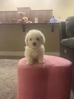 Poodle, a male Bichon Frise for sale in Spokane, WA – Photo 2 of 4