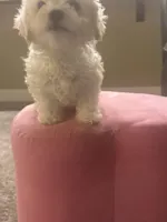 Poodle, a male Bichon Frise for sale in Spokane, WA – Photo 4 of 4