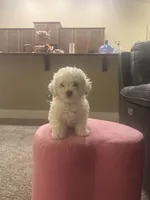 Poodle, a male Bichon Frise for sale in Spokane, WA – Photo 1 of 4