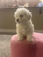 Poodle, a male Bichon Frise for sale in Spokane, WA – Photo 3 of 4