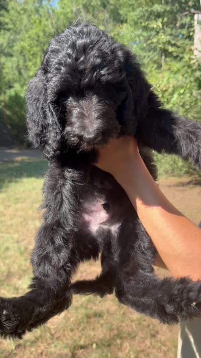 Miles, a male Spinone Italiano and Double Doodle for sale in Mineola, TX – 9 of 10