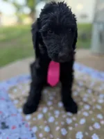 Miles, a male Spinone Italiano and Double Doodle for sale in Mineola, TX – 7 of 10