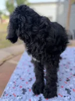 Loki , a male Spinone Italiano and Double Doodle for sale in Mineola, TX – 5 of 10
