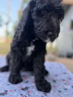 Loki , a male Spinone Italiano and Double Doodle for sale in Mineola, TX – 4 of 10