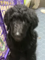 Miles, a male Spinone Italiano and Double Doodle for sale in Mineola, TX – 4 of 10
