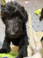 Miles, a male Spinone Italiano and Double Doodle for sale in Mineola, TX – 6 of 10