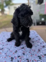 Loki , a male Spinone Italiano and Double Doodle for sale in Mineola, TX – 3 of 10
