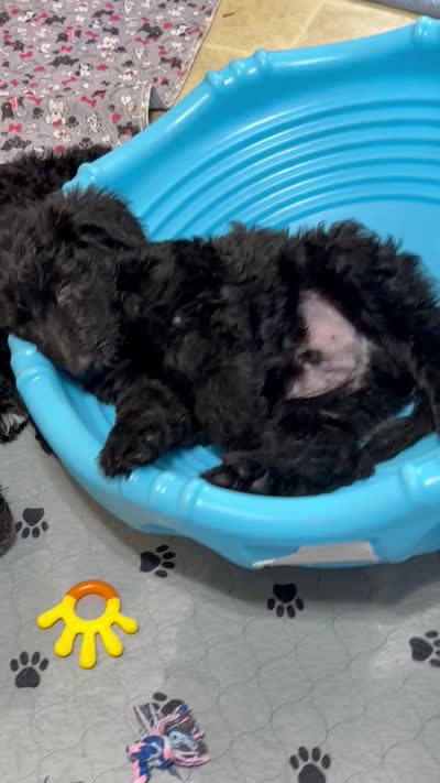 Miles, a male Spinone Italiano and Double Doodle for sale in Mineola, TX – 8 of 10