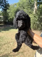 Miles, a male Spinone Italiano and Double Doodle for sale in Mineola, TX – 3 of 10