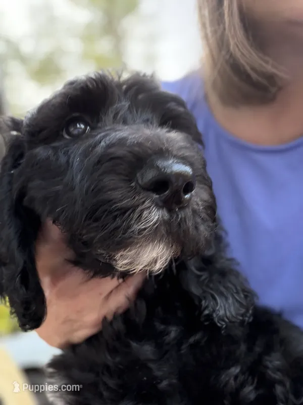 Loki  – Spinone Italiano, Double Doodle puppy for sale in Mineola, TX