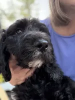 Loki , a male Spinone Italiano and Double Doodle for sale in Mineola, TX – 1 of 10