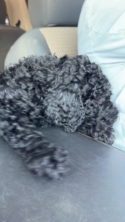 Clark, a male Spinone Italiano and Double Doodle for sale in Mineola, TX – 9 of 9